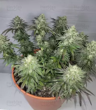 Runtz x Layer Cake feminisierte Samen (Barney's Farm)