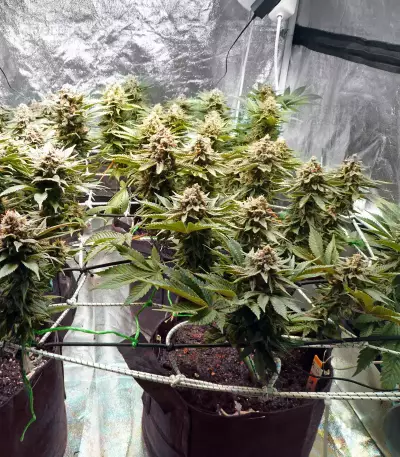 Venice Beach Afghan (Kera Seeds) Cannabis-Samen