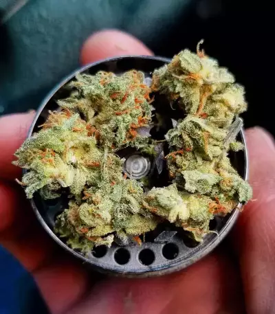 White Widow x Big Bud (Female Seeds)