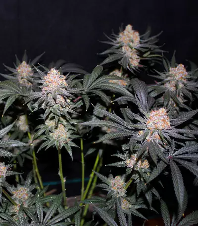 Tropicana Cookies Fast Flowering feminisierte Samen (Fast Buds)