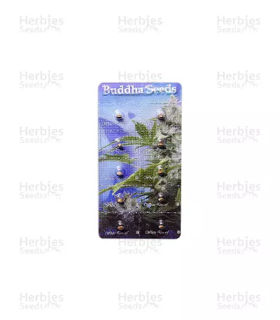 Buddha White Dwarf Auto (Buddha Seeds) Cannabis-Samen