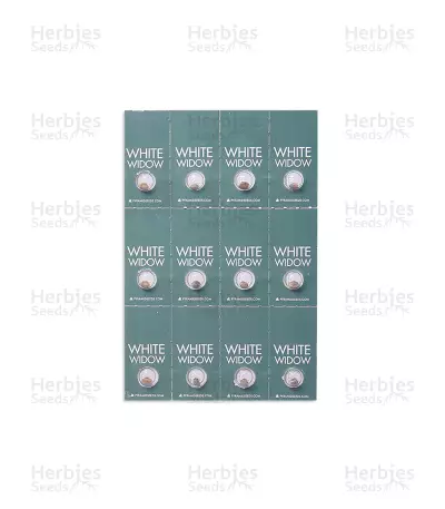 White Widow (Pyramid Seeds) Cannabis-Samen