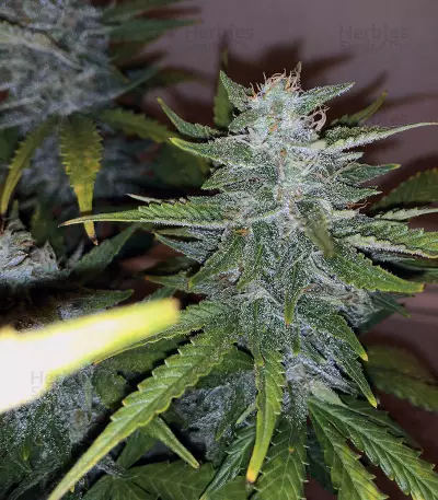 Purple Skunk Mass (Critical Mass Collective Seeds) Cannabis-Samen
