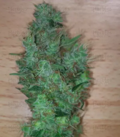 Honey Cream (Fast Flowering) (RQS) Cannabis-Samen