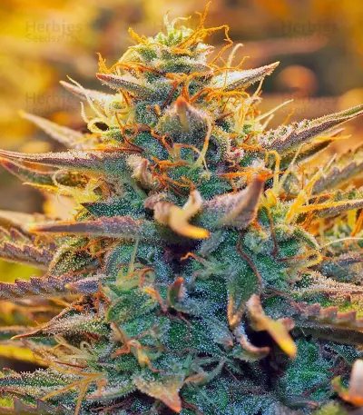 Jack 47 Auto (Sweet Seeds) Cannabis-Samen