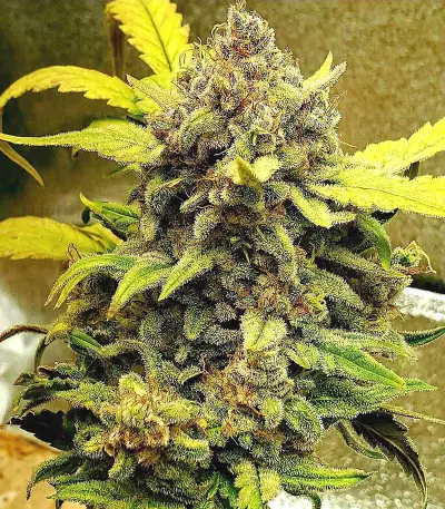 Original Auto Chemdawg (Fast Buds) Cannabis-Samen