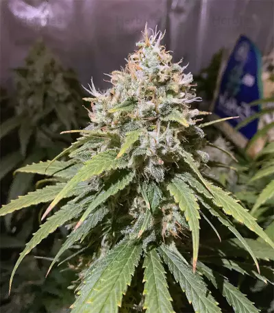 Alien OG strain