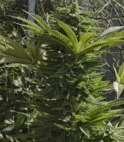 Amnesia Haze (Soma Seeds) Cannabis-Samen