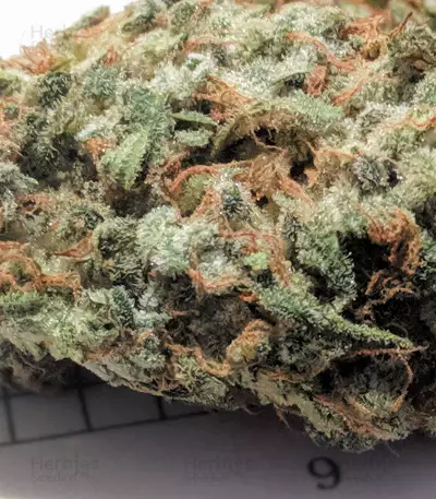 Auto Gelato 33 strain
