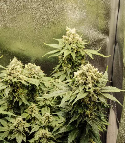 Black Jack (Sweet Seeds) Cannabis-Samen