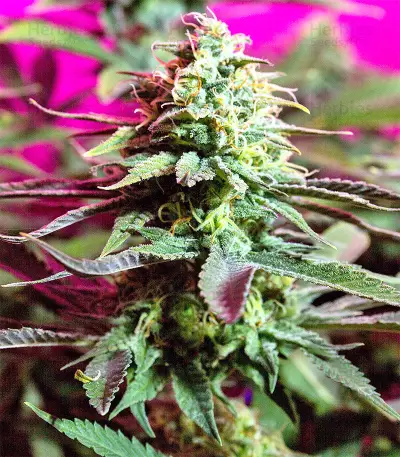 Boulder Bubblegum (Sagarmatha Seeds) Cannabis-Samen