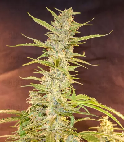 CBD Auto Compassion Lime (Dutch Passion) Cannabis-Samen