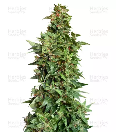 Gorilla CBD (Dinafem Seeds) Cannabis-Samen