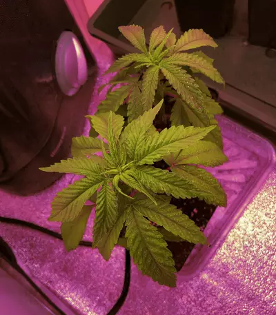 Hawaiian Snow x Wedding Cake x Gelato 33 (GHS) Cannabis-Samen