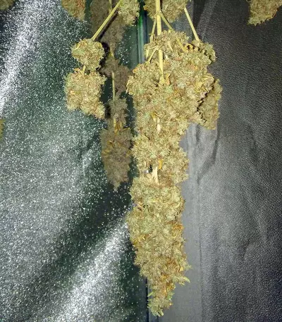 Jägg Kush (Delicious Seeds) Cannabis-Samen