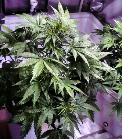 Lemon AK Auto feminisierte Samen (Fast Buds)