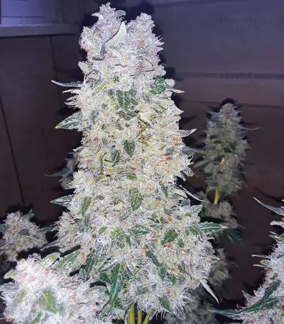 Narcotherapy Auto (Cream of the Crop Seeds) Cannabis-Samen