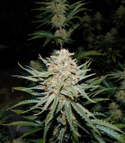 Pennywise regular (TGA Subcool Seeds / SubCool’s The Dank) Cannabis-Samen