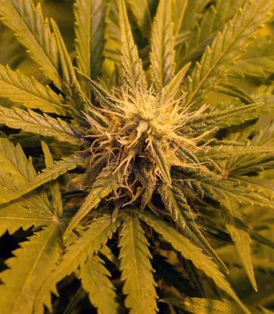 Skunk #1 Automatic (Sensi Seeds) Cannabis-Samen