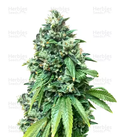 Sour Diesel (Big Head Seeds) Cannabis-Samen