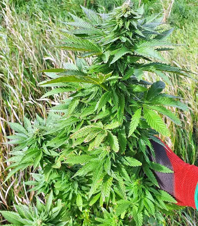 Super Skunk Autoflower (Seedstockers) Cannabis-Samen