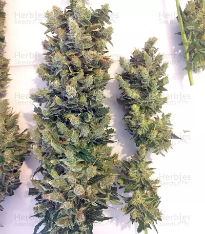 Super Skunk (Seedstockers) Cannabis-Samen