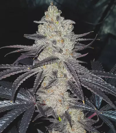 Tha Melon Regular (Karma Genetics) Cannabis-Samen