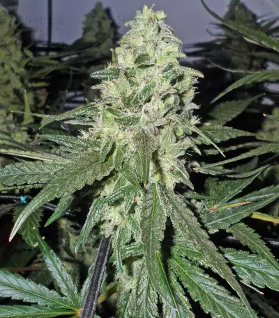 Washing Machine (Ripper Seeds) Cannabis-Samen