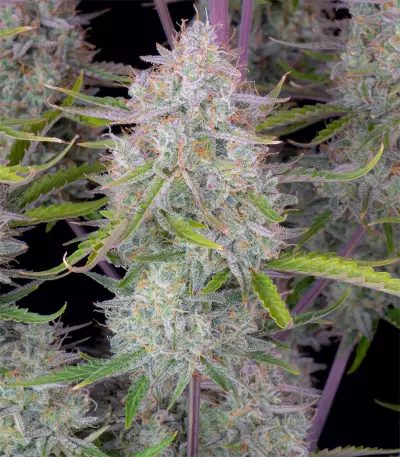 Wedding Cheesecake Auto (Fast Buds)