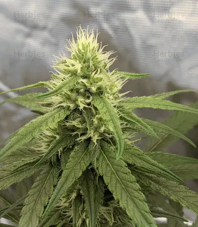 Zombie Kush (Ripper Seeds) Cannabis-Samen