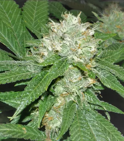 Barbara Bud (House of the Great Gardener Seeds) Cannabis-Samen
