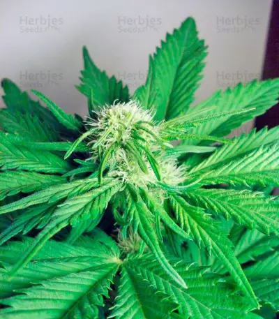 Big Bang (GHS) Cannabis-Samen