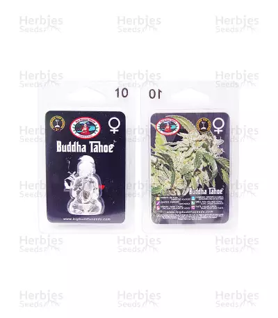 Buddha Tahoe OG (Big Buddha Seeds) Cannabis-Samen