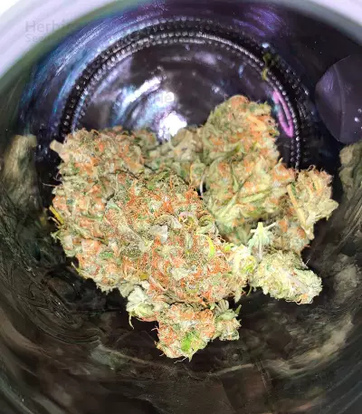 Cosmic Bomb Auto (Bomb Seeds) Cannabis-Samen