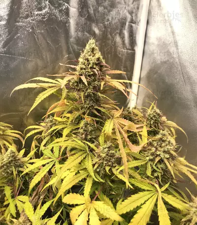 Critical Automatic (BlimBurn Seeds)