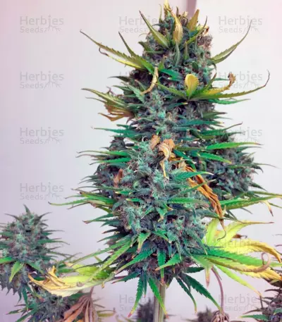Exodus Cheese Auto (GHS) Cannabis-Samen
