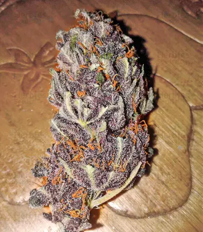 Glue Cookies feminisierte Samen (AlphaFem Seeds)