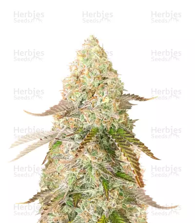 Medical Buddha (Kera Seeds) Cannabis-Samen