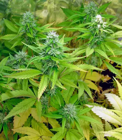 Nebula (Paradise Seeds) Cannabis-Samen