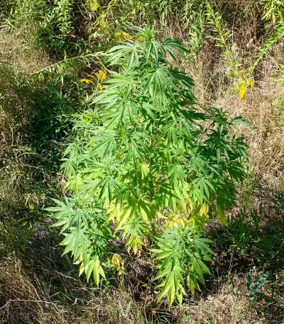 Orange Bud (Ceres Seeds) Cannabis-Samen