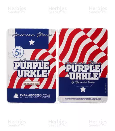 Purple Urkle (Pyramid Seeds) Cannabis-Samen
