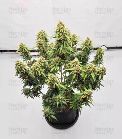 Sour Jealousy Auto feminisierte Samen (Fast Buds)