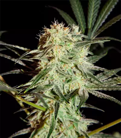 Arjan's Strawberry Haze (GHS) Cannabis-Samen