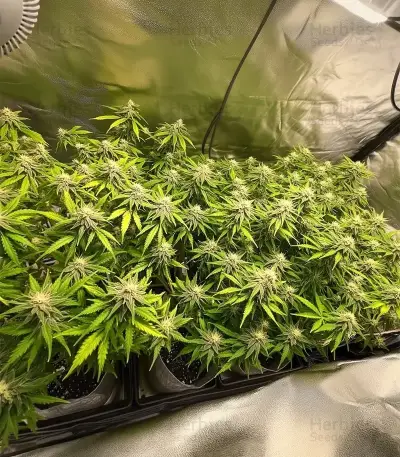 Auto Bruce Banner XXL (Advanced Seeds)
