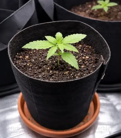 Auto White Widow XXL (00 Seeds)