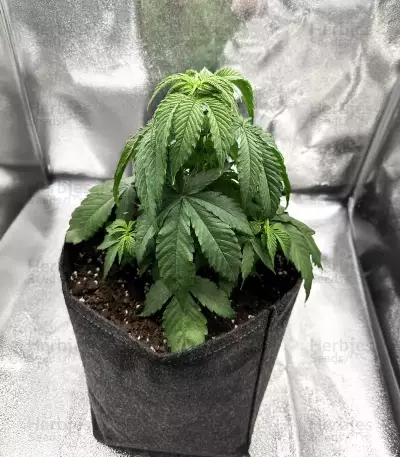 Banana Punch Samen feminisiert (Barney's Farm)