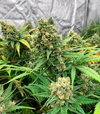 CR + (BlimBurn Seeds) Cannabis-Samen