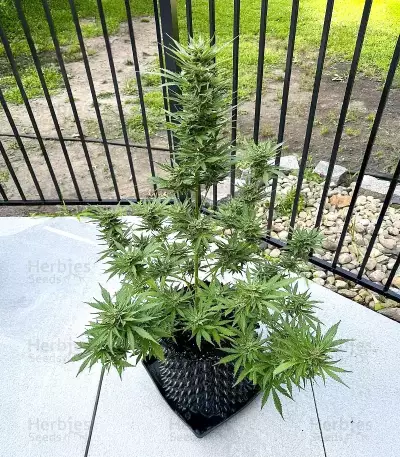 Frostbanger Auto feminisierte Samen (Fast Buds)