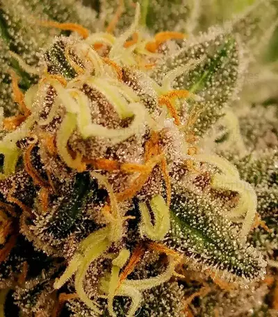 GG#4 Original Glue (Seedstockers) Cannabis-Samen