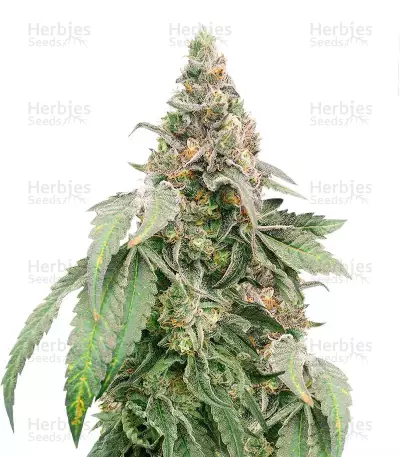 Heavy Kickers Mix feminisierte Samen (Herbies Seeds)